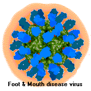 virus_FootMouthDisease01.gif (10020 bytes)
